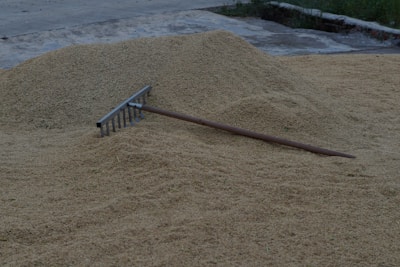 A large pile of grain or harvested crops is spread out on the ground, with a metal rake resting on top. The area appears to be outdoors, possibly a farm or storage site, with concrete ground surrounding the crops.