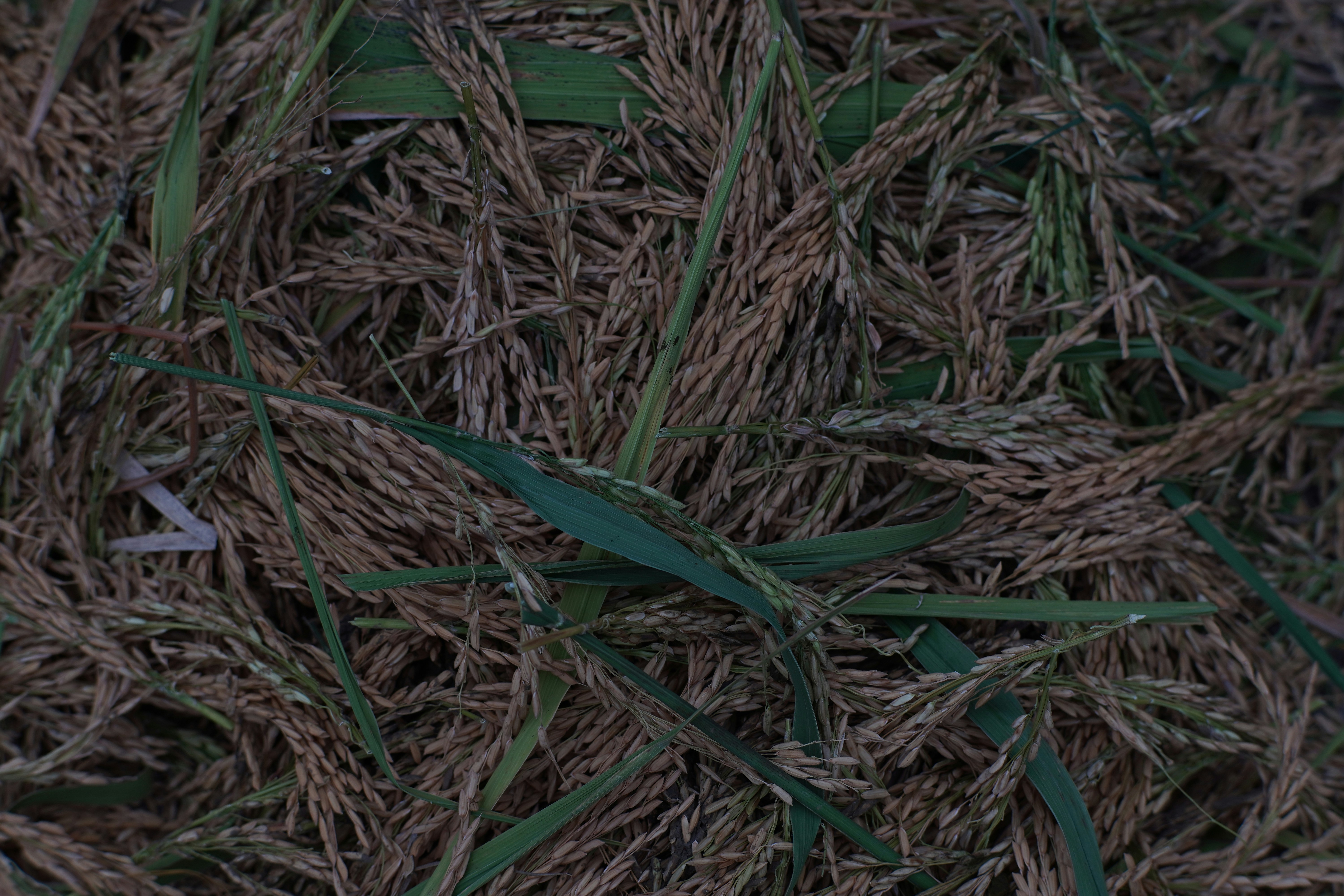 고추장 보리굴비