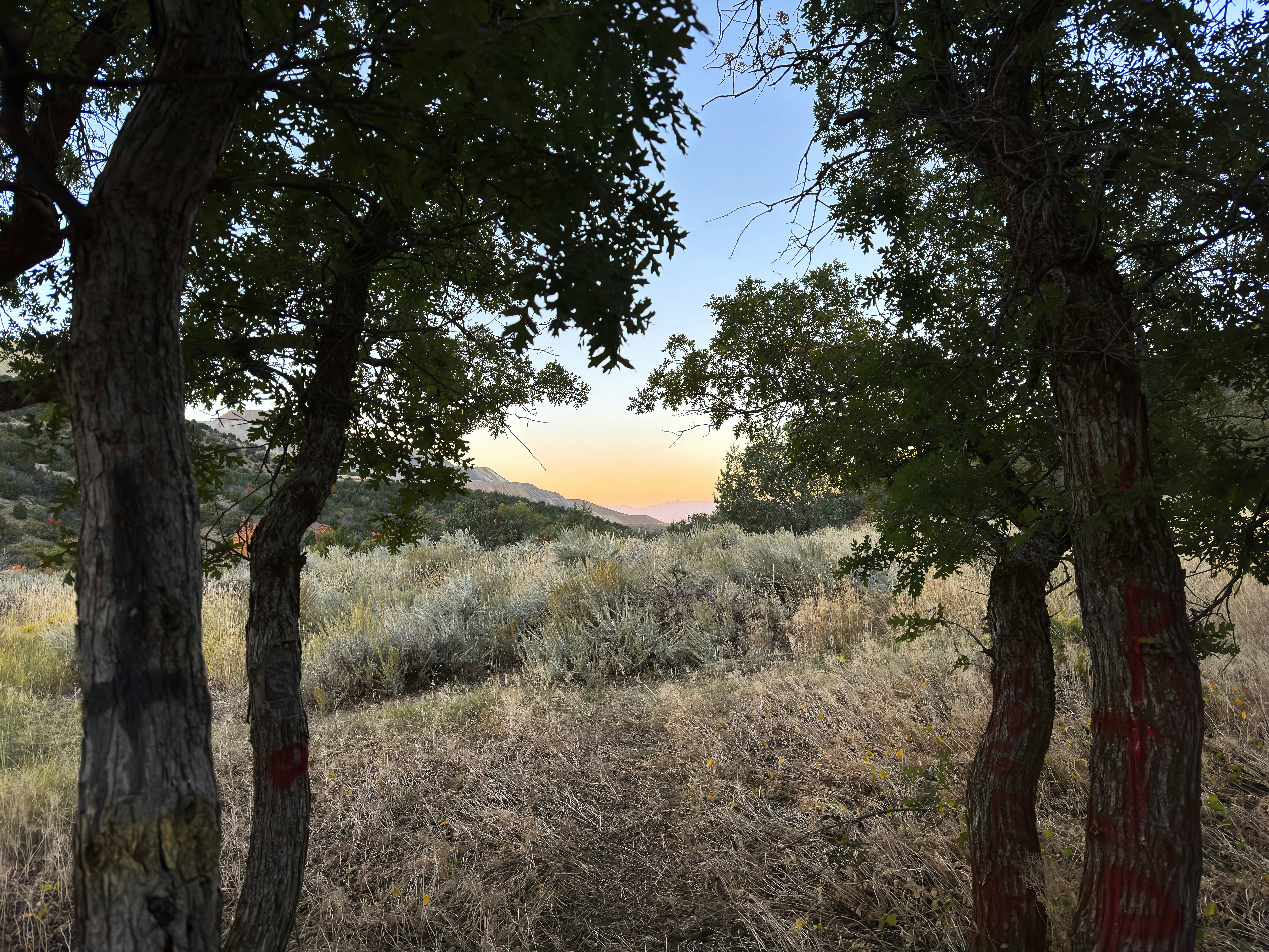 a grassy field with trees and a hill in the distance