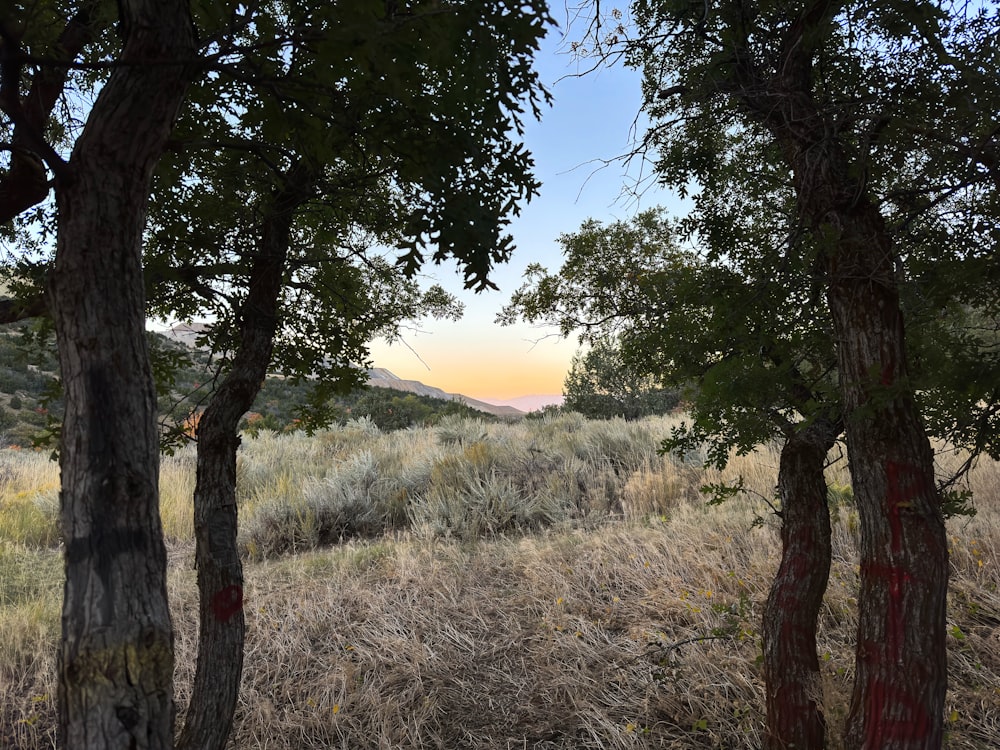 a grassy field with trees and a hill in the distance