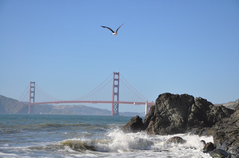 a seagull flying over the ocean with a bridge in the background