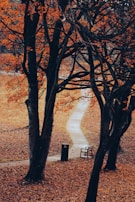 A winding path through a green park in Buenos Aires with autumn leaves on the ground.