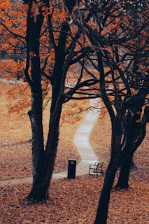 A winding path through a green park in Buenos Aires with autumn leaves on the ground.