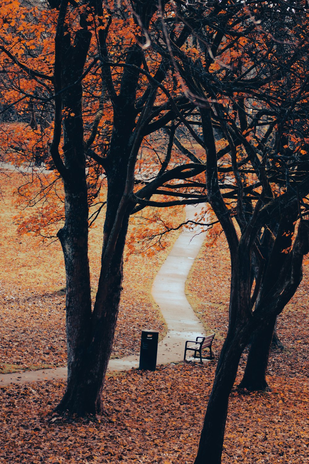 a path in a park with trees and leaves on the ground