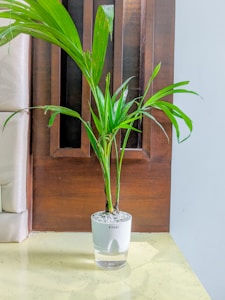 Planter Minimal