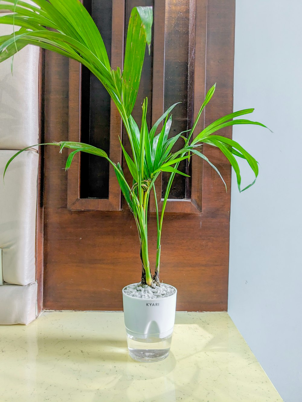 a potted plant sitting on top of a table