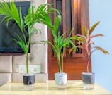 a couple of plants that are on a table