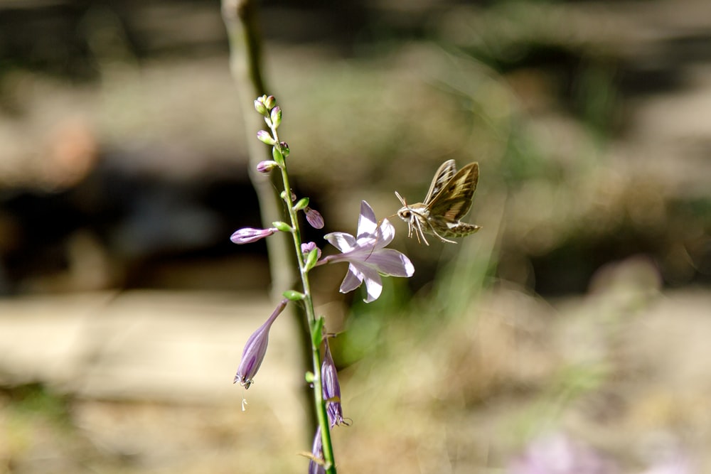 a close up of a flower with a bug on it