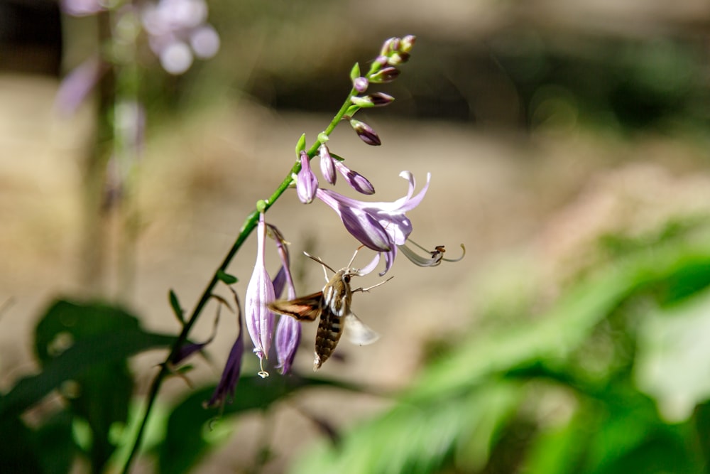 Un primer plano de una flor con una abeja en ella