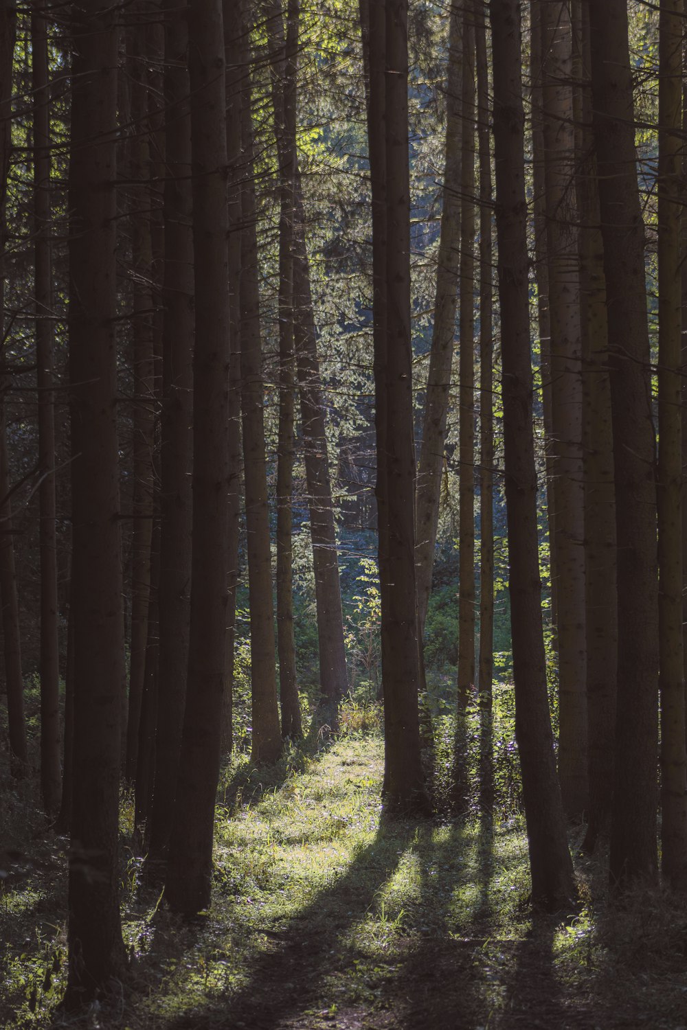 Un sendero en medio de un bosque con árboles altos