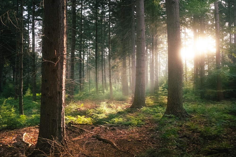 the sun is shining through the trees in the forest