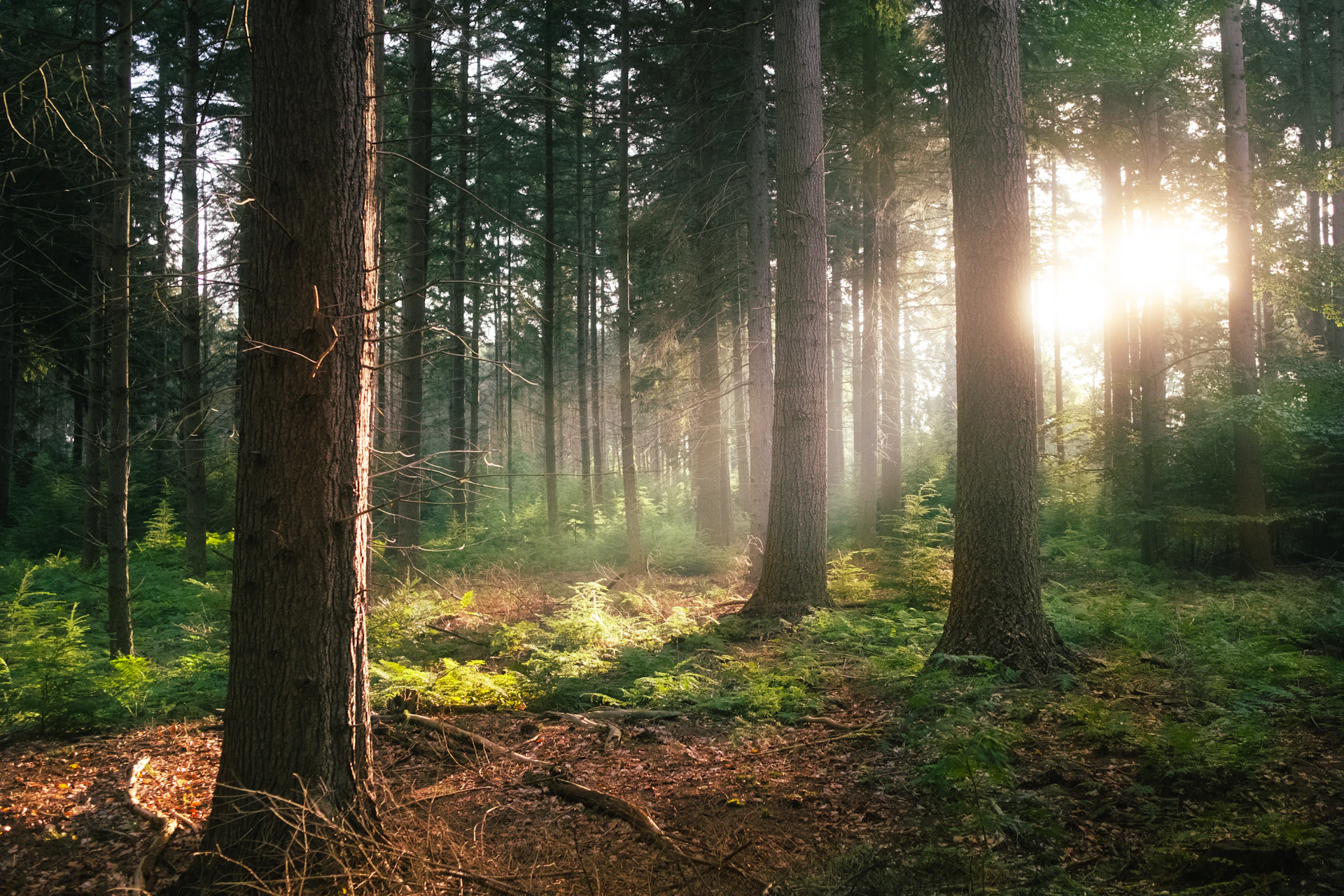 Forest landscape