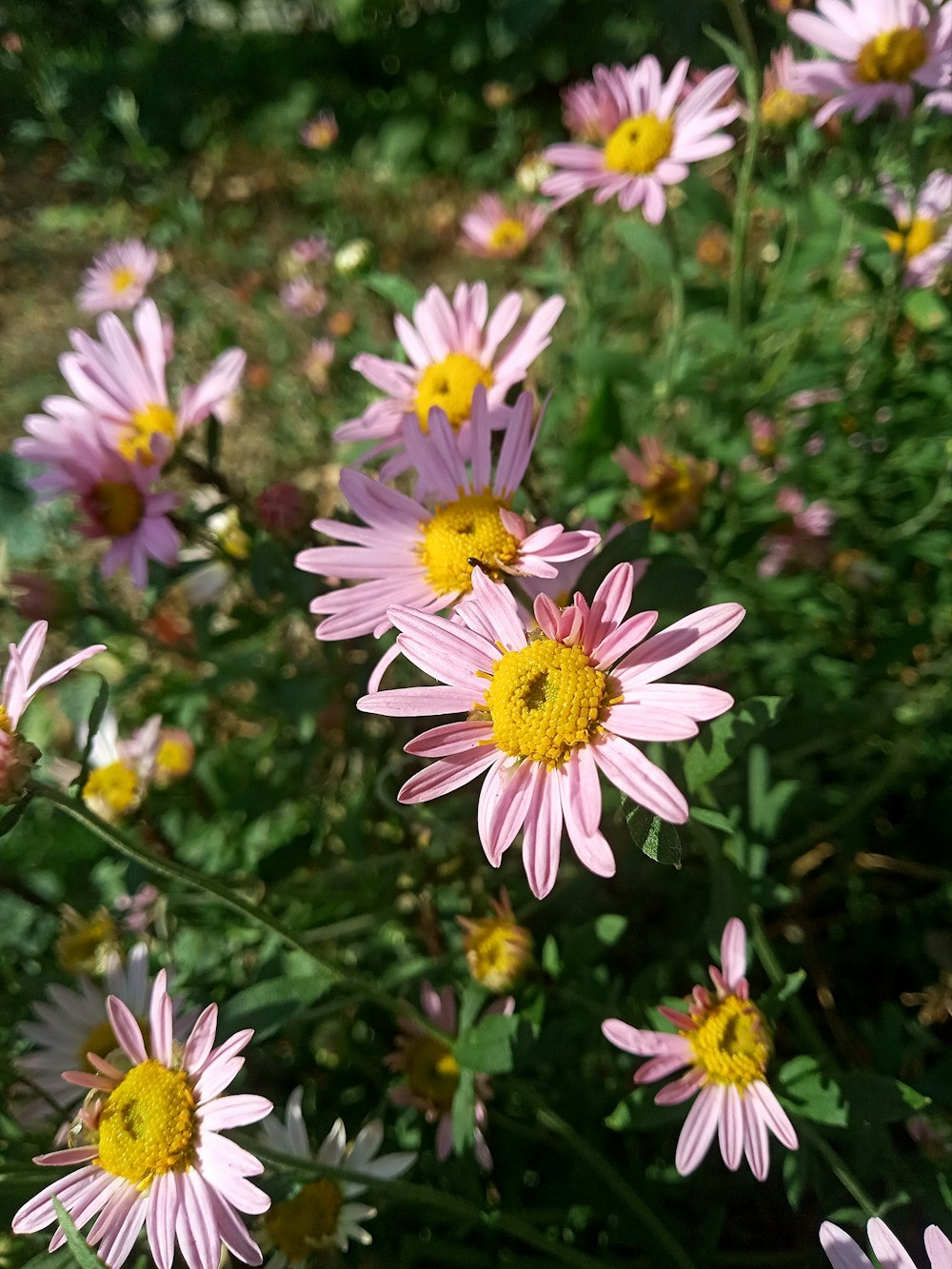 a field of pink flowers with yellow centers