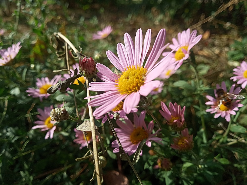 a bunch of flowers that are in the grass