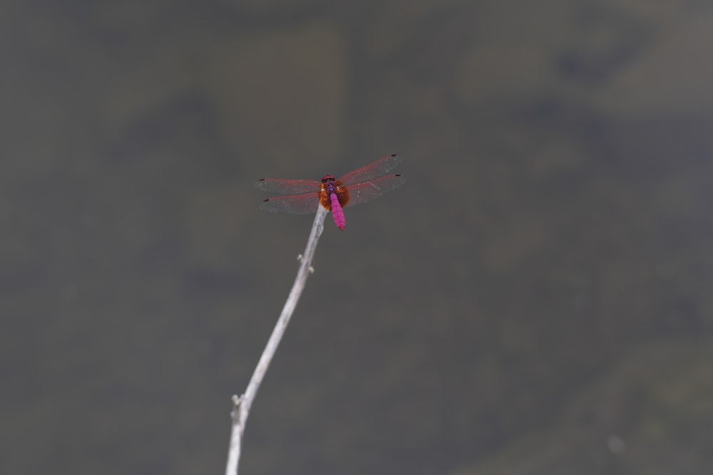 a red dragonfly resting on a twig in the water