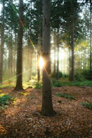 Sunlight filtering through a forest of tall, straight trees ready for harvest.
