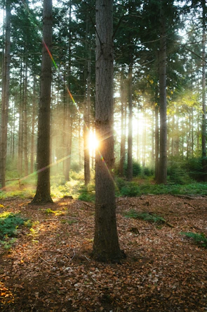 Sunlight filtering through a forest of tall, straight trees ready for harvest.