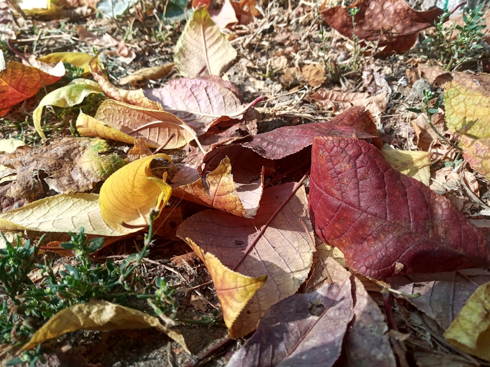 un bouquet de feuilles qui reposent sur le sol