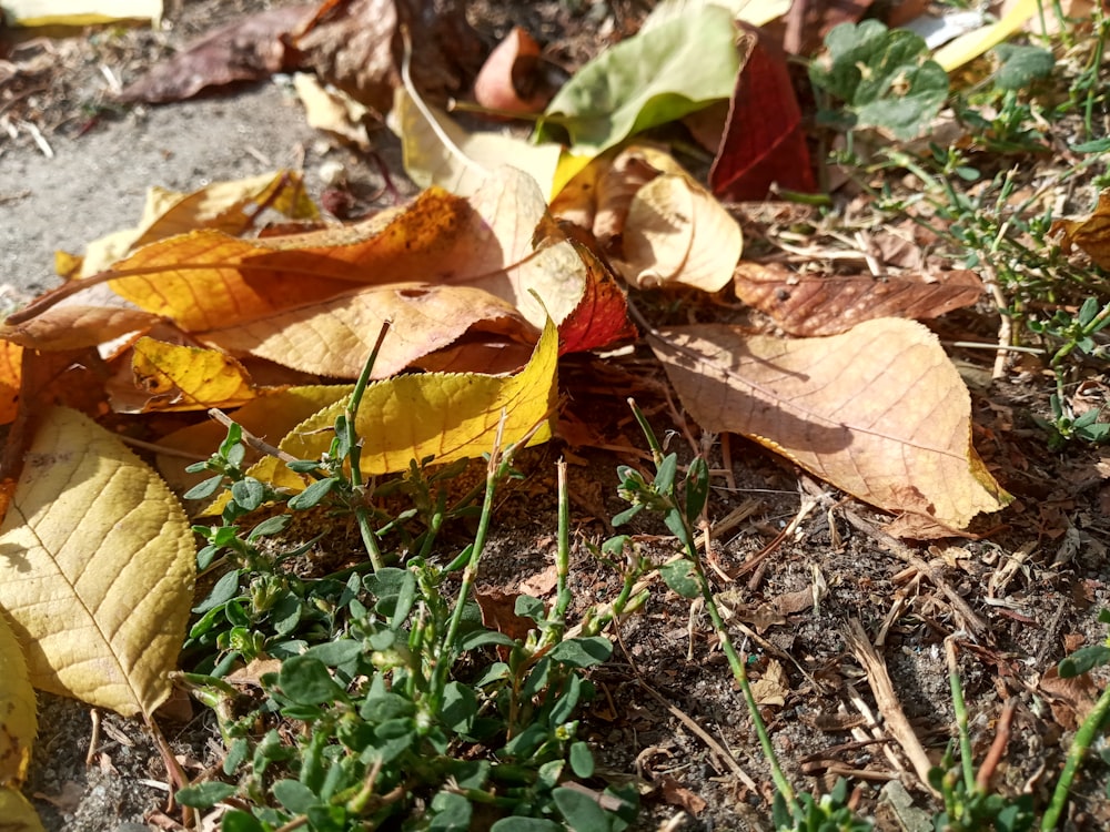 a close up of a leaf laying on the ground