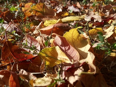 a bunch of leaves that are laying on the ground