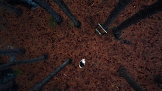 Looking down from above, tall trees surround a small opening where a person lies on a bed amidst a layer of brown pine needles. A rectangular metal frame, possibly a bed or table, is nearby, blending into the natural setting.