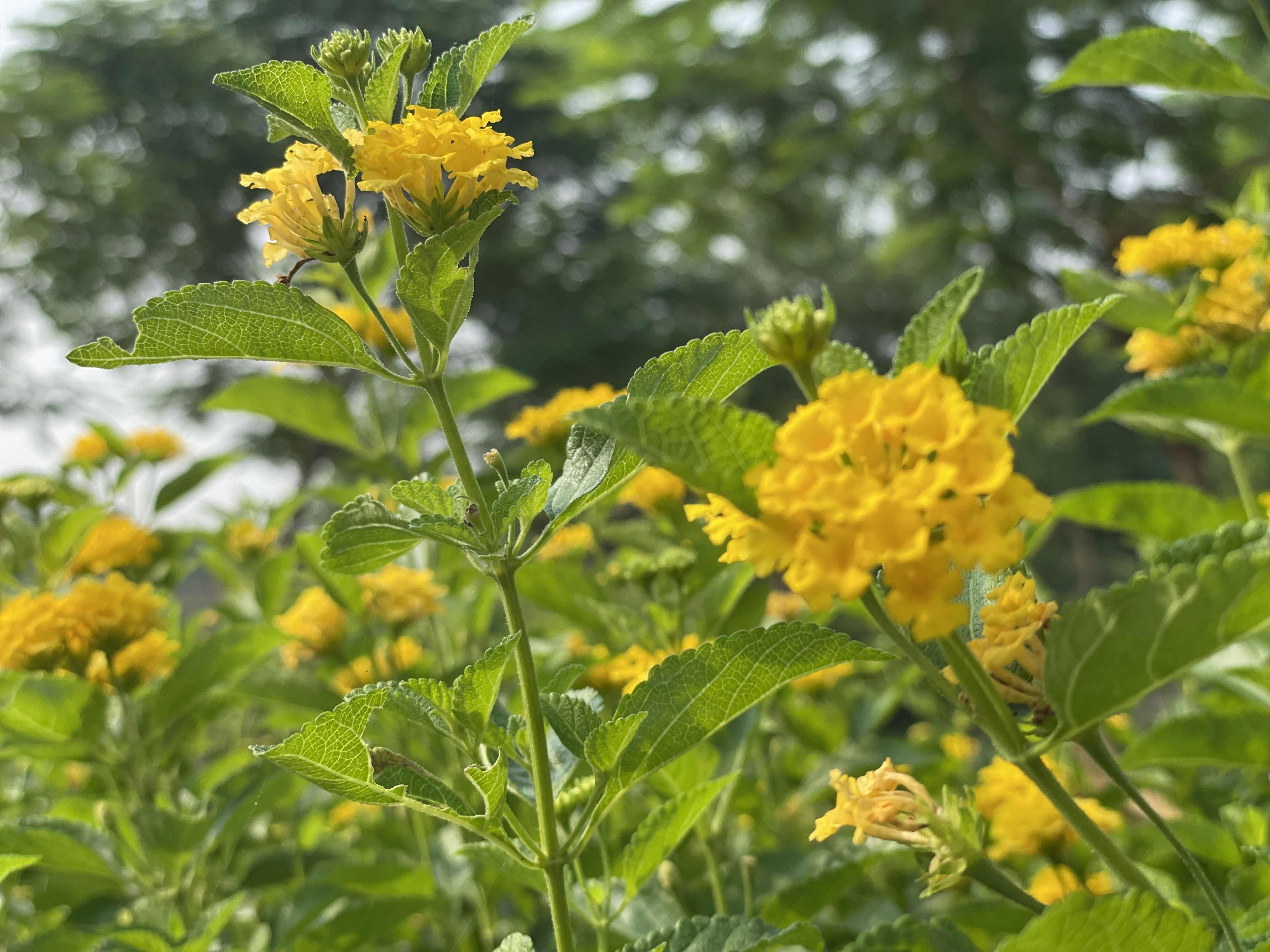 Photo by vikashsparxit