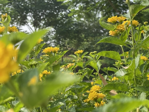 Bright spring garden with young plants thriving under a clear blue sky.