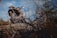 An off-road motorcycle is parked on a rocky terrain surrounded by dry branches and sparse vegetation. The bike features knobby tires and gear designed for rugged use. The sky is partly cloudy, suggesting an adventurous outdoor setting.
