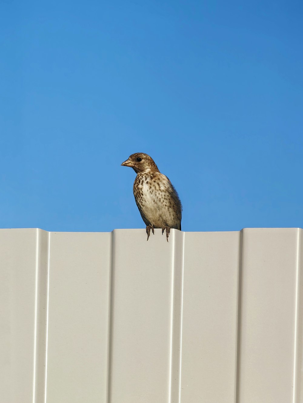 a bird sitting on top of a white fence