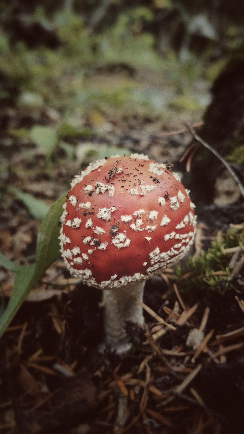 a small red mushroom with white flowers on it