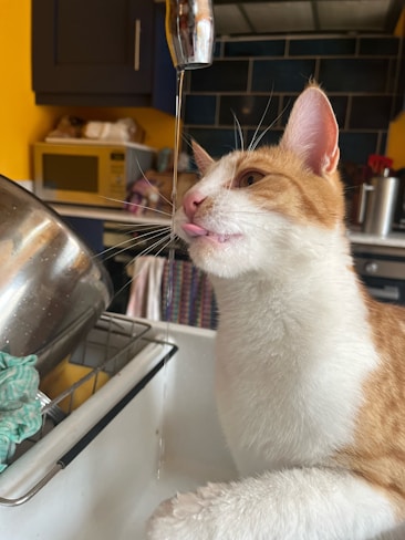 A ginger and white cat is drinking water from a running faucet. The cat's tongue is extended to catch the water stream. The setting is a kitchen with a stainless steel sink and a yellow wall. A microwave and other kitchen items are visible in the background.
