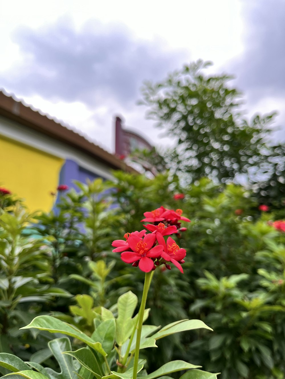 a red flower in front of a yellow building