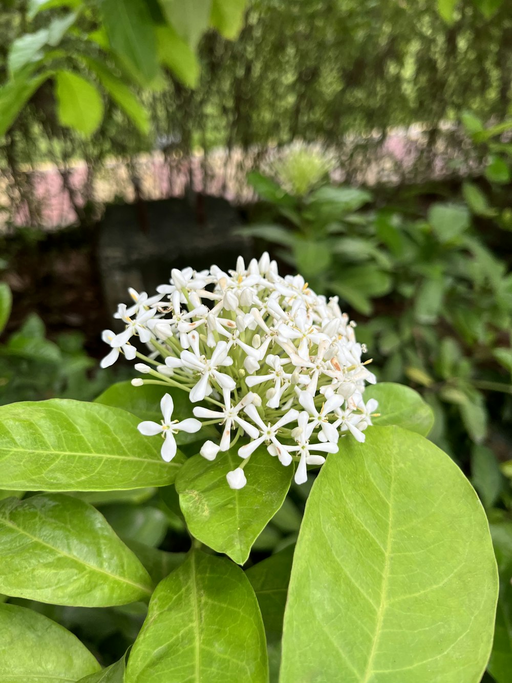 a close up of a flower on a plant