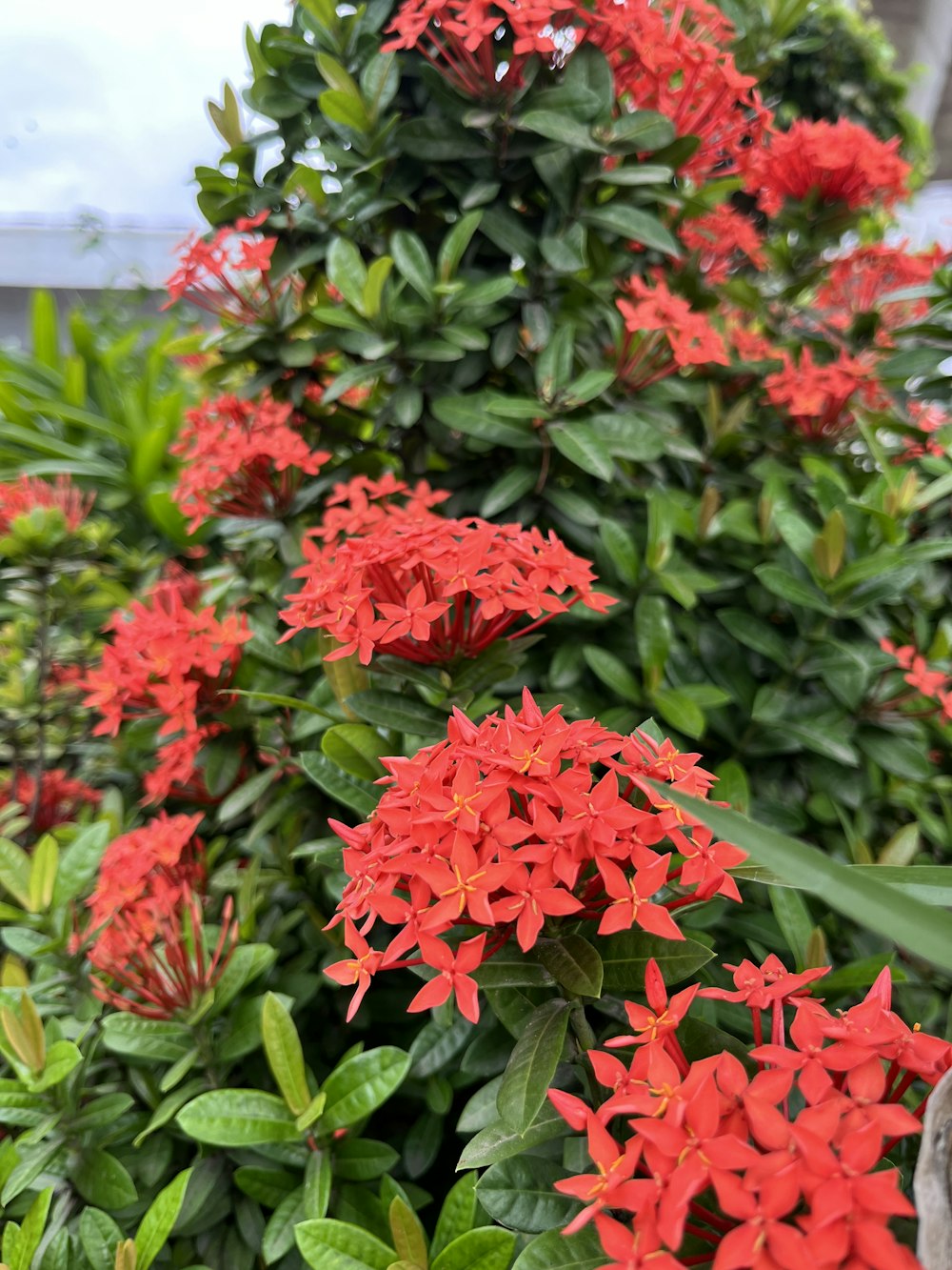 un cespuglio di fiori rossi con foglie verdi