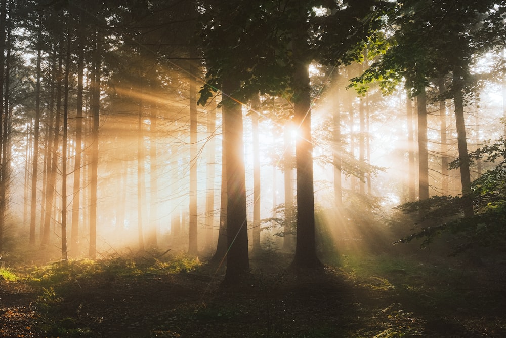 a forest filled with lots of tall trees