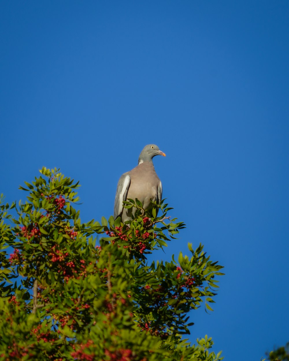 un oiseau assis au sommet d’une branche d’arbre