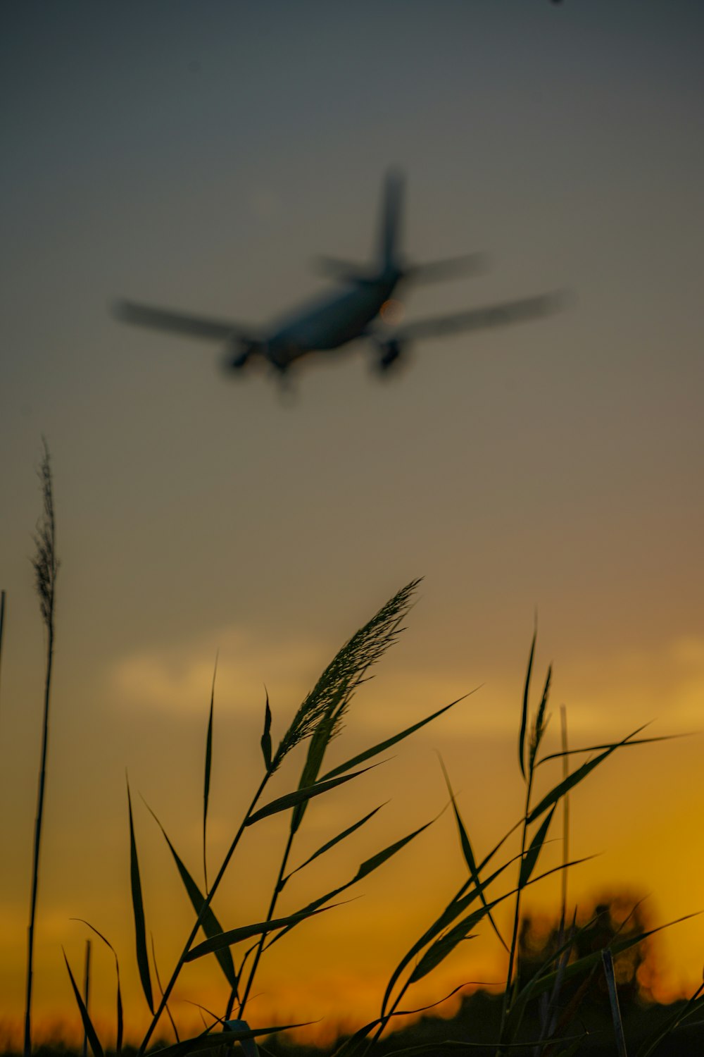 a plane flying over a field of tall grass