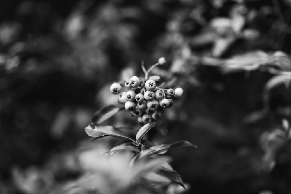 a black and white photo of berries on a bush