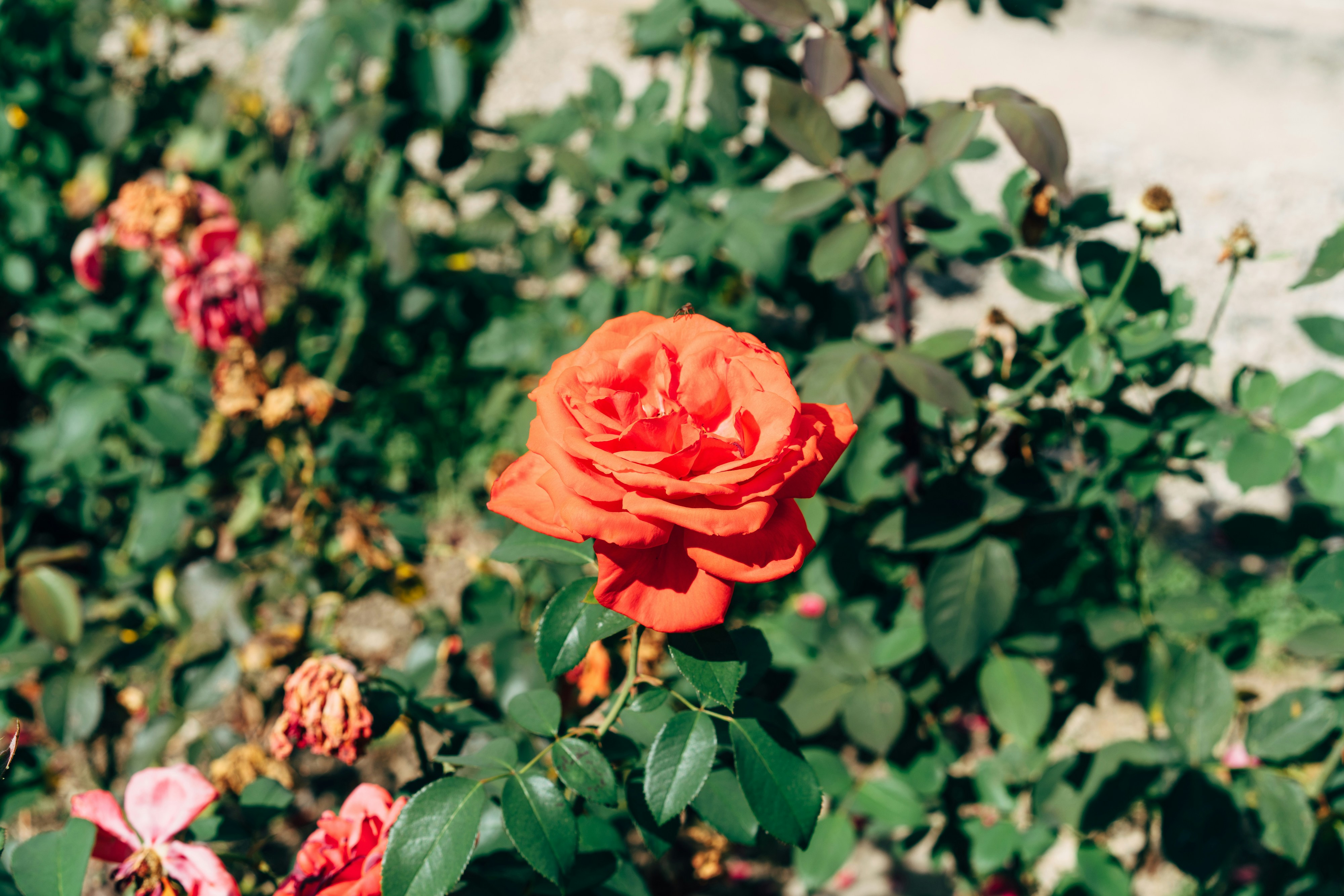 Photo by markuswinkler