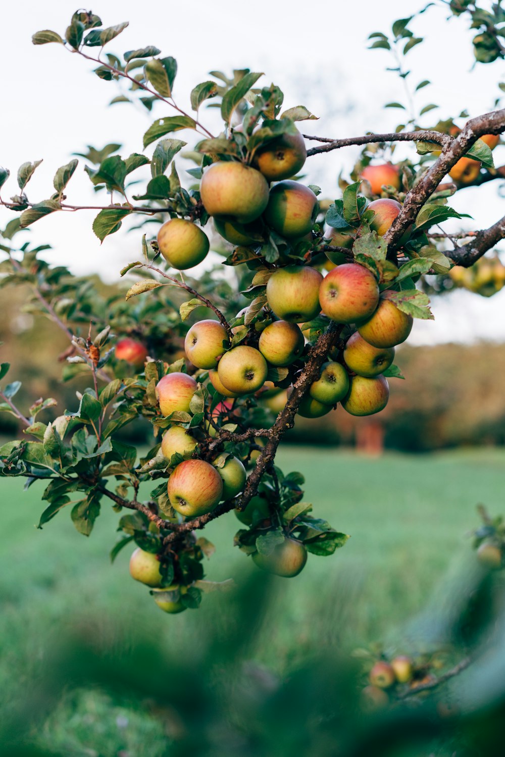 a tree filled with lots of ripe apples