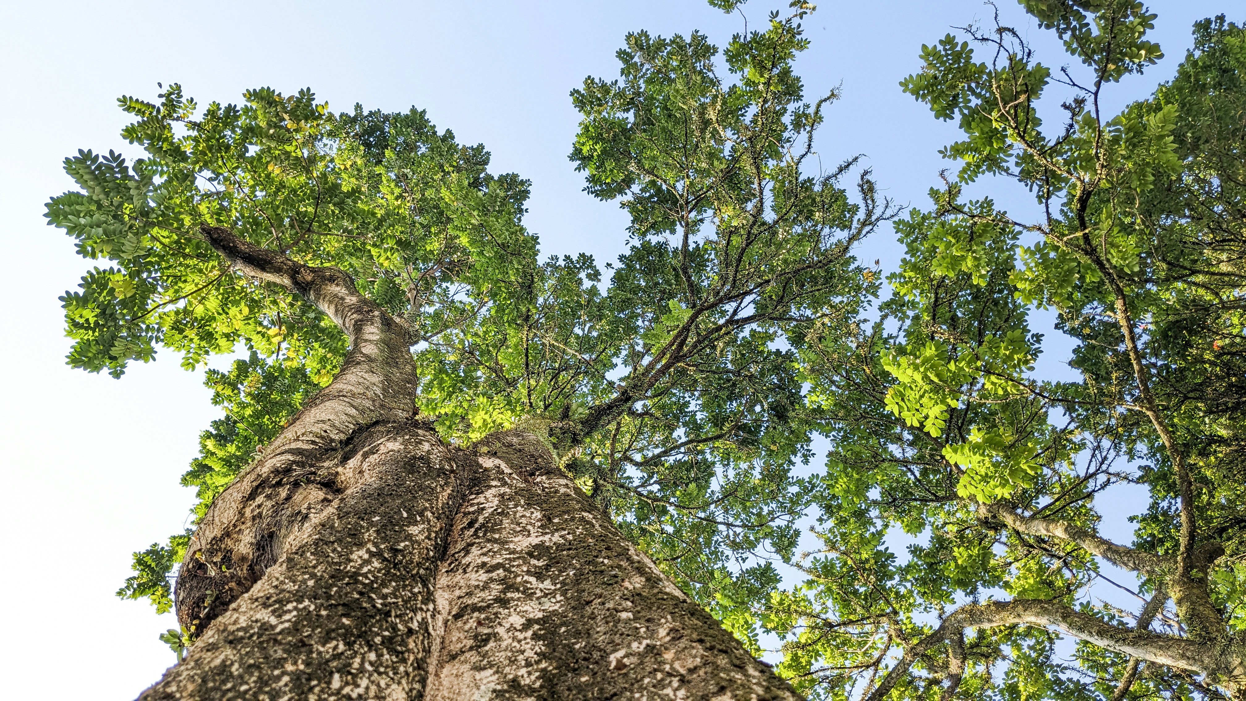 a very tall tree in the middle of a forest