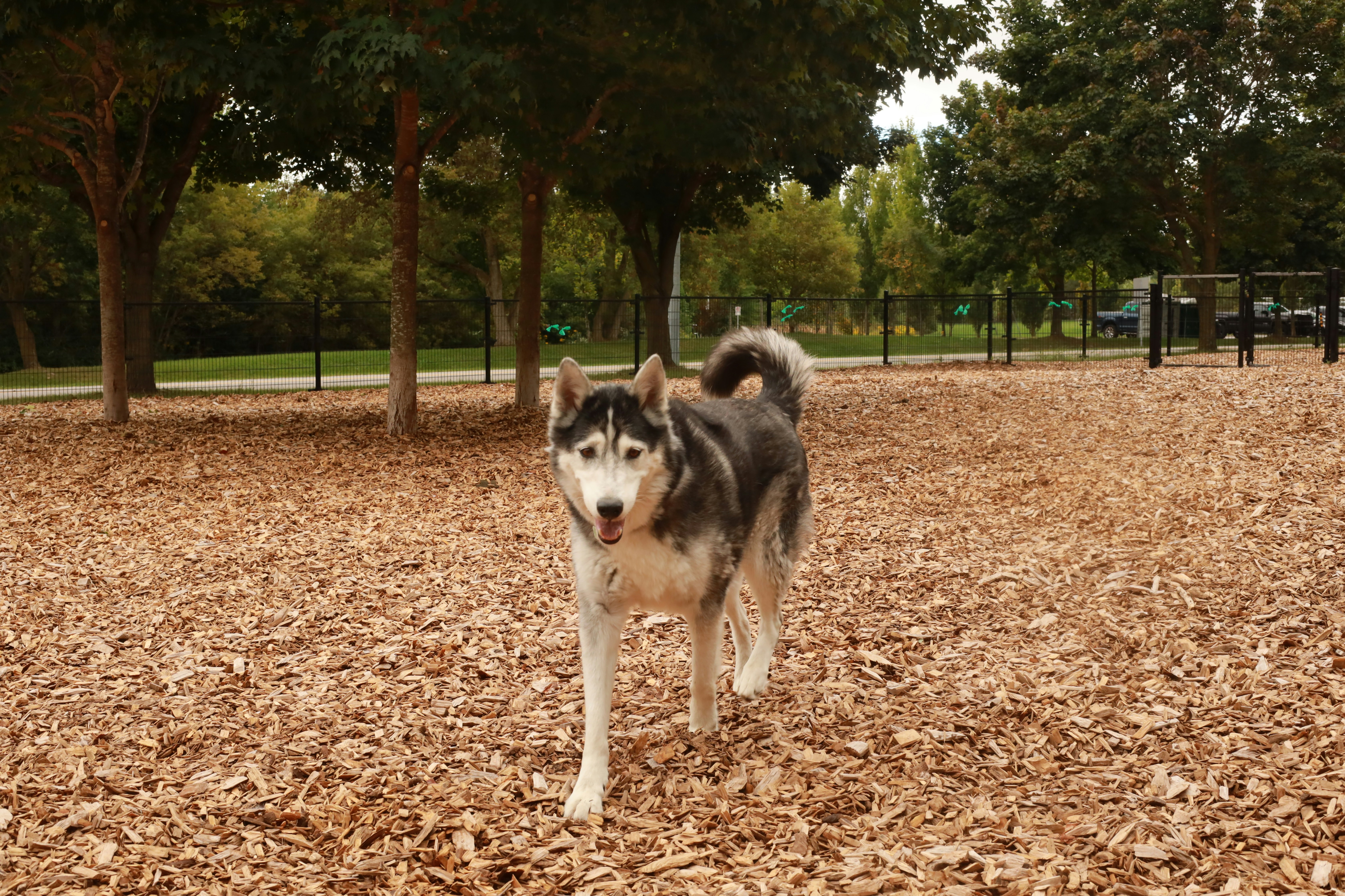 Oswego Dog Park