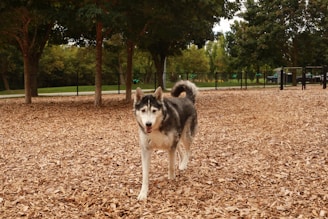 A Siberian Husky is walking on a ground covered with wood chips in a dog park. The background is filled with green trees and a fence enclosing the area.