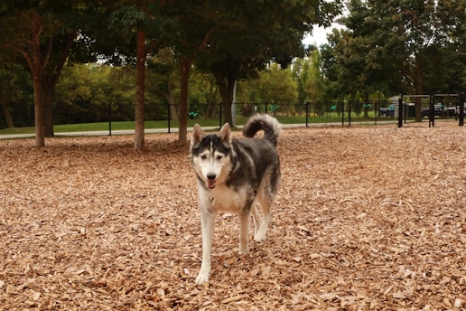 A Siberian Husky is walking on a ground covered with wood chips in a dog park. The background is filled with green trees and a fence enclosing the area.