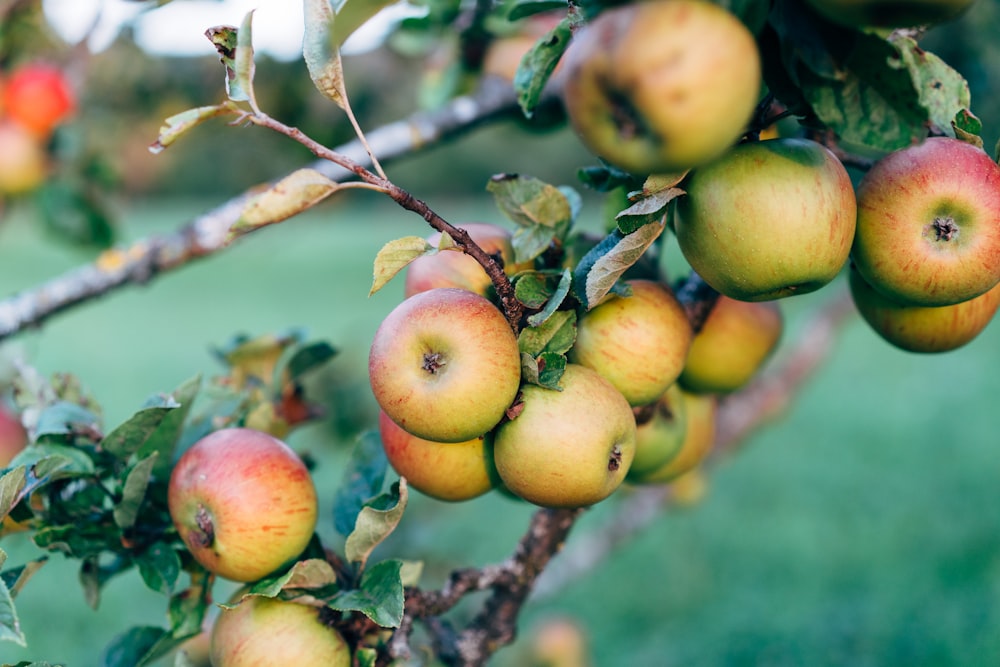 a bunch of apples hanging from a tree