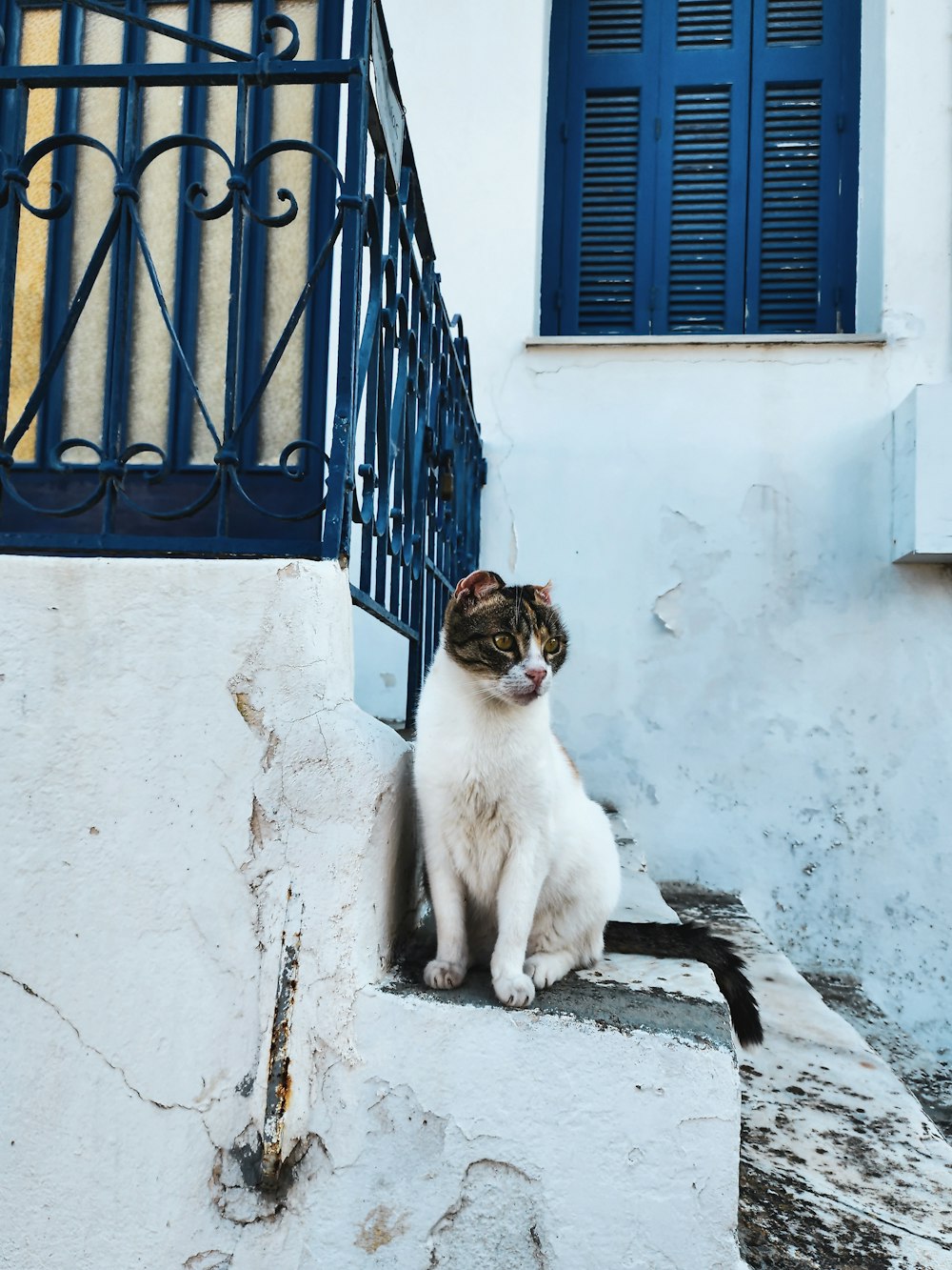 a white and brown cat sitting on the steps of a building