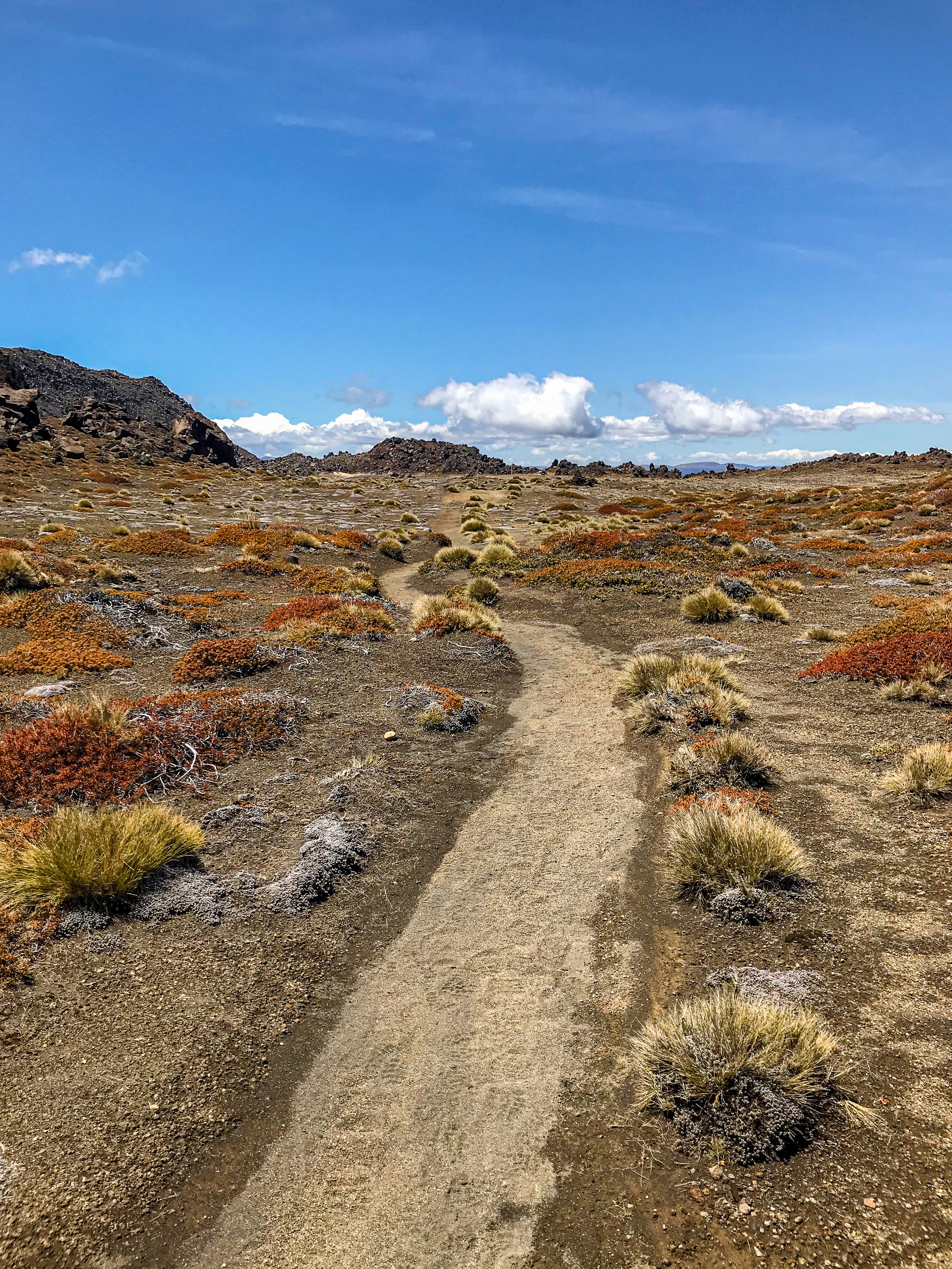 Photo by tyrannosara