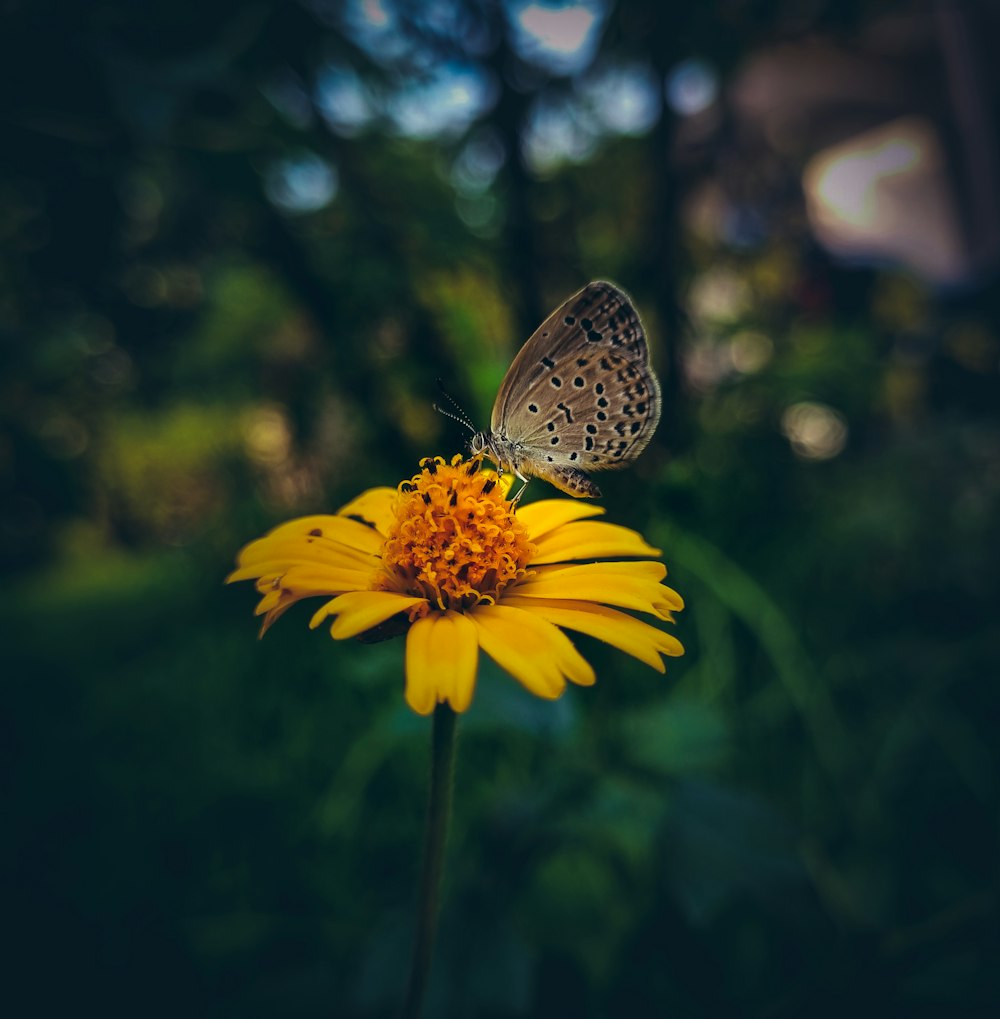 a butterfly sitting on top of a yellow flower