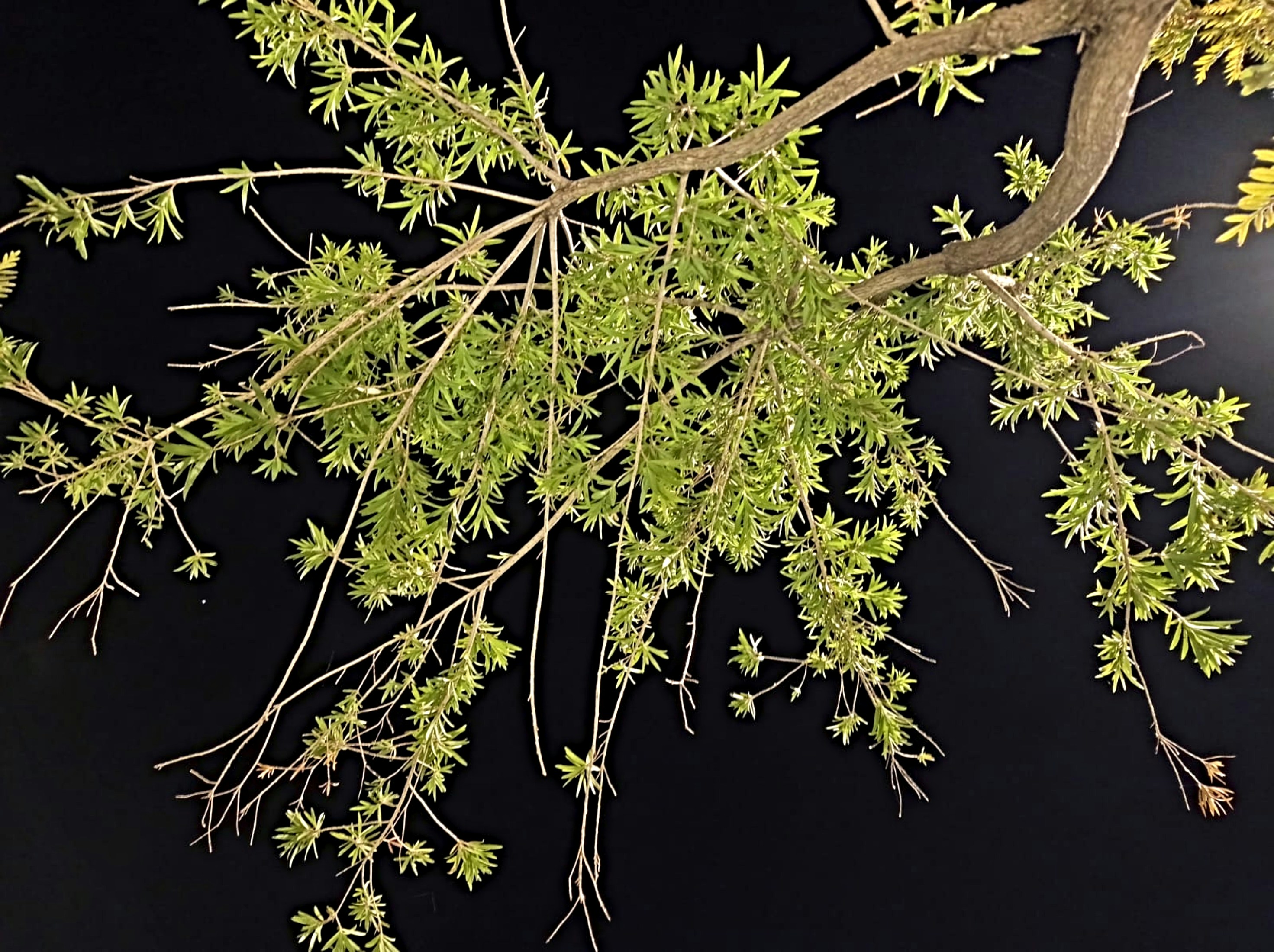 A close up of a tree branch with green leaves photo – Free Islamabad ...