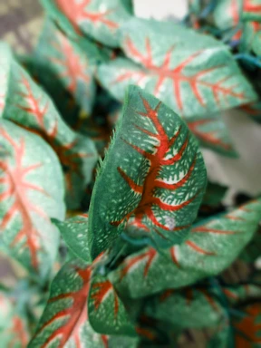 Close-up of vibrant red vein kratom leaves freshly harvested in Indonesian forest.